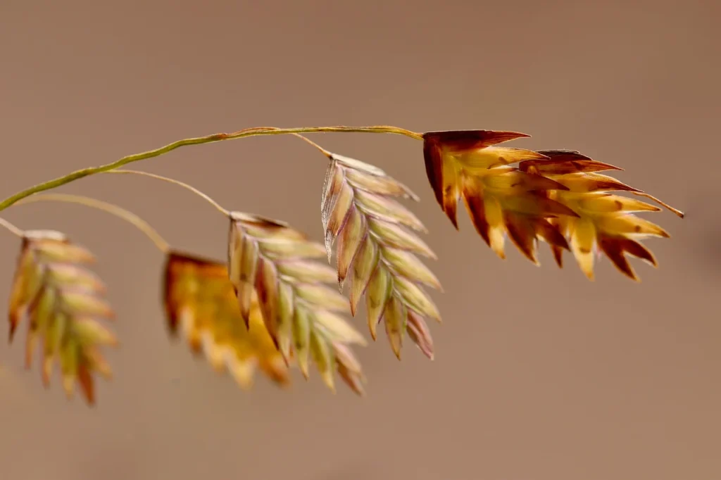 Northern Sea Oats (Chasmanthium latifolium)