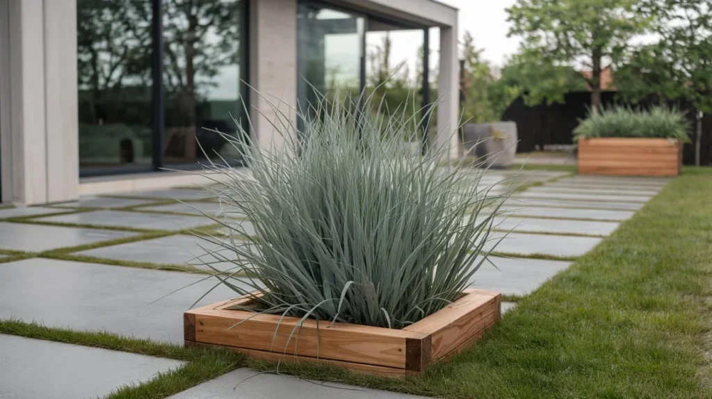 Silver Sedge (Carex ‘Silver Sceptre’)