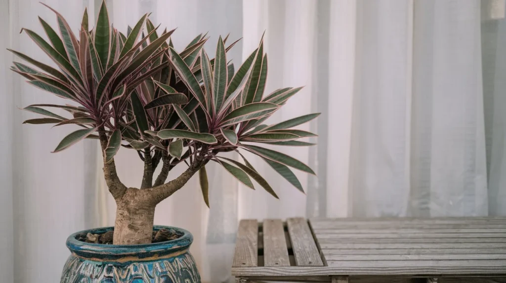 Ti Plant (Cordyline fruticosa)